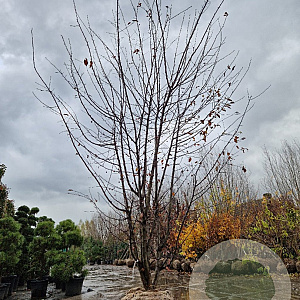 Malus toringo 400-450 cm draadkluit meerstammig