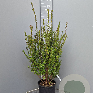Myrtus communis tarentina 60-80 cm 10L