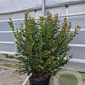 Myrtus communis tarentina 80-100 cm 2,5L