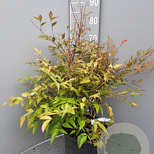 Nandina domestica 60-70 cm 10L