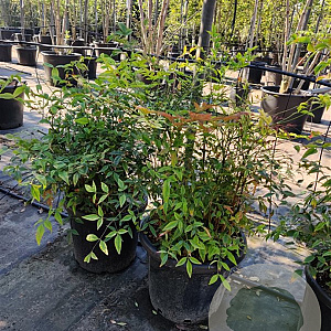 Nandina domestica 60-80 cm 30L