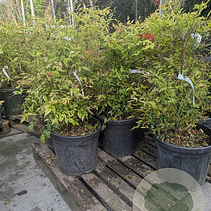 Nandina domestica 60-80 cm 30L