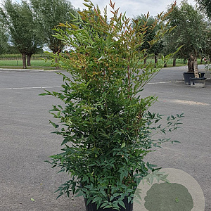 Nandina domestica 80-100 cm 2,5L