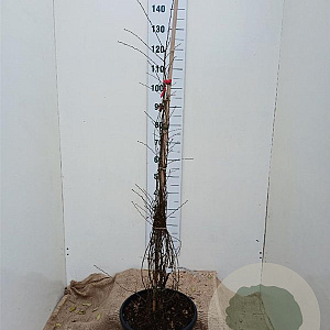 Nothofagus antarctica 100-125 cm 20L najaarspotting