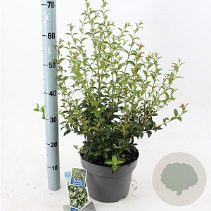Osmanthus burkwoodii 30-40 cm 5,0L
