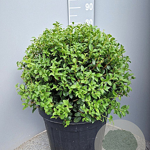 Osmanthus burkwoodii 50 cm container bol