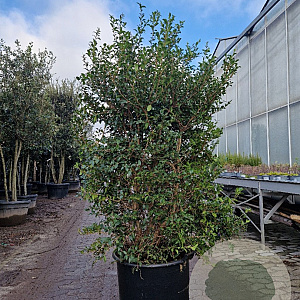 Osmanthus burkwoodii 150-175 cm container meerstammig