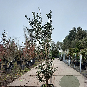 Osmanthus heterophyllus 175-200 cm 15L