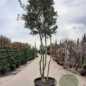 Osmanthus heterophyllus 300-350 cm container paraplukroon