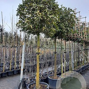 Osmanthus heterophyllus 180 cm stam container 20-25