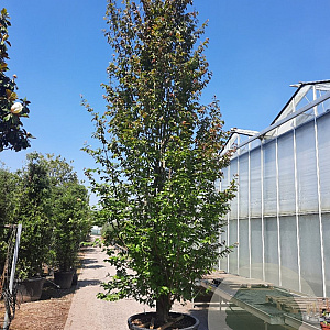 Parrotia persica 550-600 cm container meerstammig