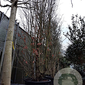 Parrotia persica 550-600 cm container meerstammig