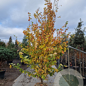 Parrotia persica 'Vanessa' 300-350 cm draadkluit extra verplant