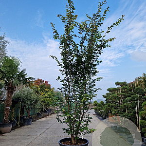 Parrotia persica 'Vanessa' 350-400 cm container meerstammig