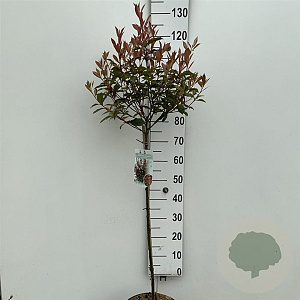 Photinia fraseri Carré Rouge 80 cm stam 7,5L