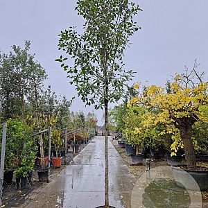 Photinia fraseri 'Red Robin' 180 cm stam 45L 14-16 lei 150x120