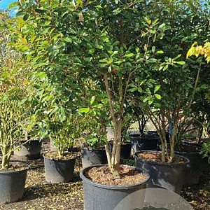 Photinia fraseri 'Red Robin' 300-350 cm cont. 350L solitair