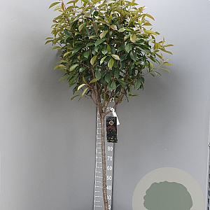 Photinia fraseri 'Red Robin' 90 cm stam container bol