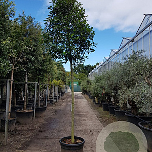Photinia fraseri 'Red Robin' 200 cm stam container 18-20 leiboom