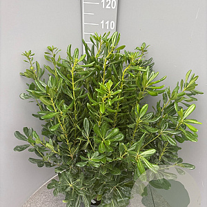 Pittosporum tobira 70-90 cm 10L