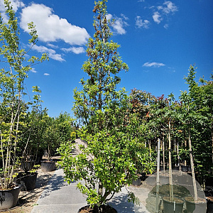 Quercus hispanica 'Fulhamensis' 250-300 cm container meerstammig
