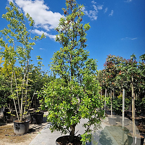 Quercus hispanica 'Fulhamensis' 300-350 cm container meerstammig