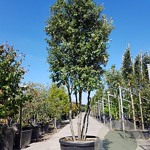 Quercus ilex 300-350 cm cont. 230L paraplu