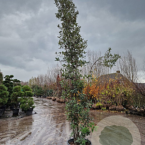 Quercus ilex 350-400 cm cont. 750L meerstammig
