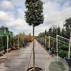 Quercus ilex 180 cm stam container 12-14
