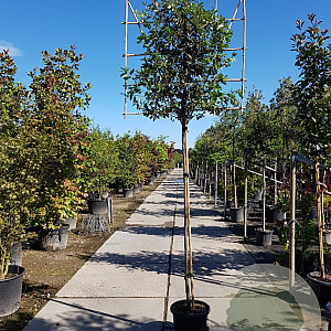 Quercus ilex 180 cm stam container 16-18