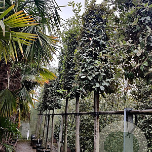 Quercus ilex 180 cm stam container 20-25