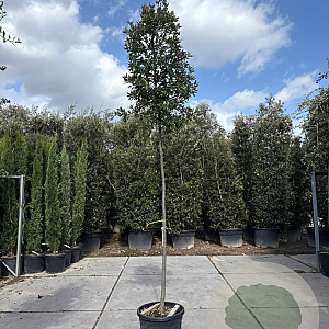 Quercus ilex 200 cm stam container 10-12 lei 150x120