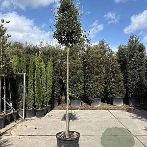 Quercus ilex 200 cm stam container 14-16 hoge lei