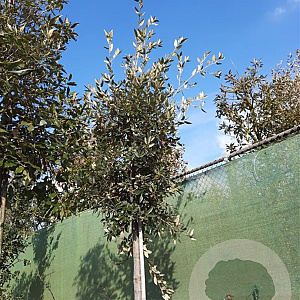 Quercus ilex 200 cm stam container 14-16 hoge lei