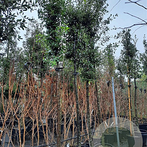 Quercus ilex 200 cm stam container 16-18 leiboom