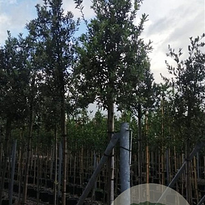 Quercus ilex 10-12 HO container