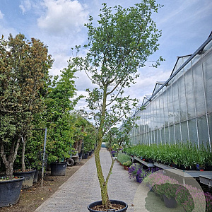 Quercus suber 250-300 cm container meerstammig