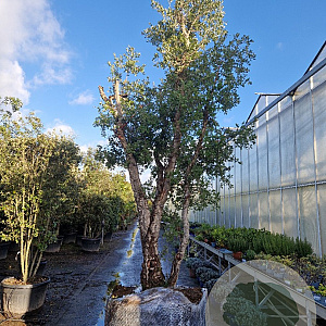 Quercus suber 400-450 cm cont. 1000L meerstammig