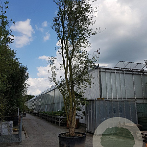 Quercus suber 550-600 cm container meerstammig