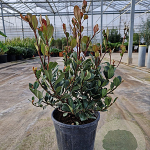 Rhaphiolepis indica Springtime 40-50 cm 10L