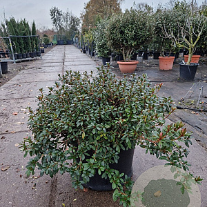 Rhododendron (AJ) 'Arabesk' 60-80 cm container