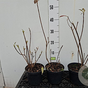 Rhododendron (AM) 'Von Gneist' 20-30 cm 2,0L