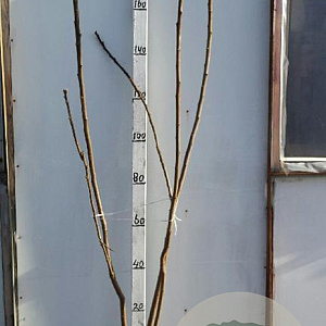 Rhus typhina 150-175 cm met kluit 3 tak meerstammig