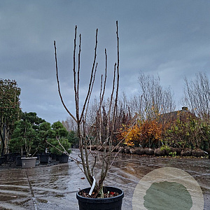 Sorbus 'Dodong' 175-200 cm 45L meerstammig solitair