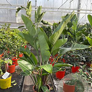 Strelitzia nicolai GM C6L