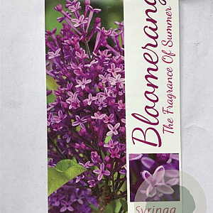 Syringa Dark Purple 120 cm stam 7,5L