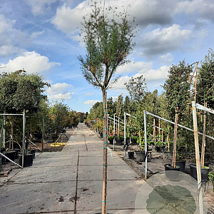 Tamarix ramosissima 200 cm stam 35L 12-14