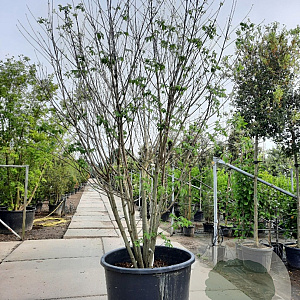 Tetradium daniellii 300-350 cm container meerstammig struik