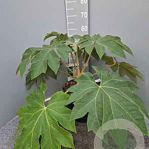Tetrapanax papyrifer 'Rex' 40-60 cm 10L