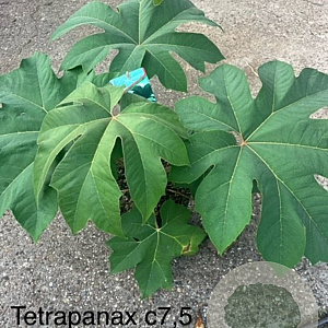 Tetrapanax papyrifer 'Rex' 100-125 cm 15L